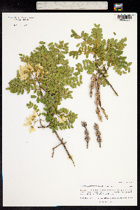 Sophora chrysophylla image