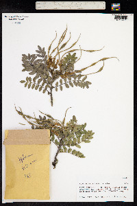 Sophora macrocarpa image