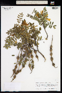 Sophora macrocarpa image