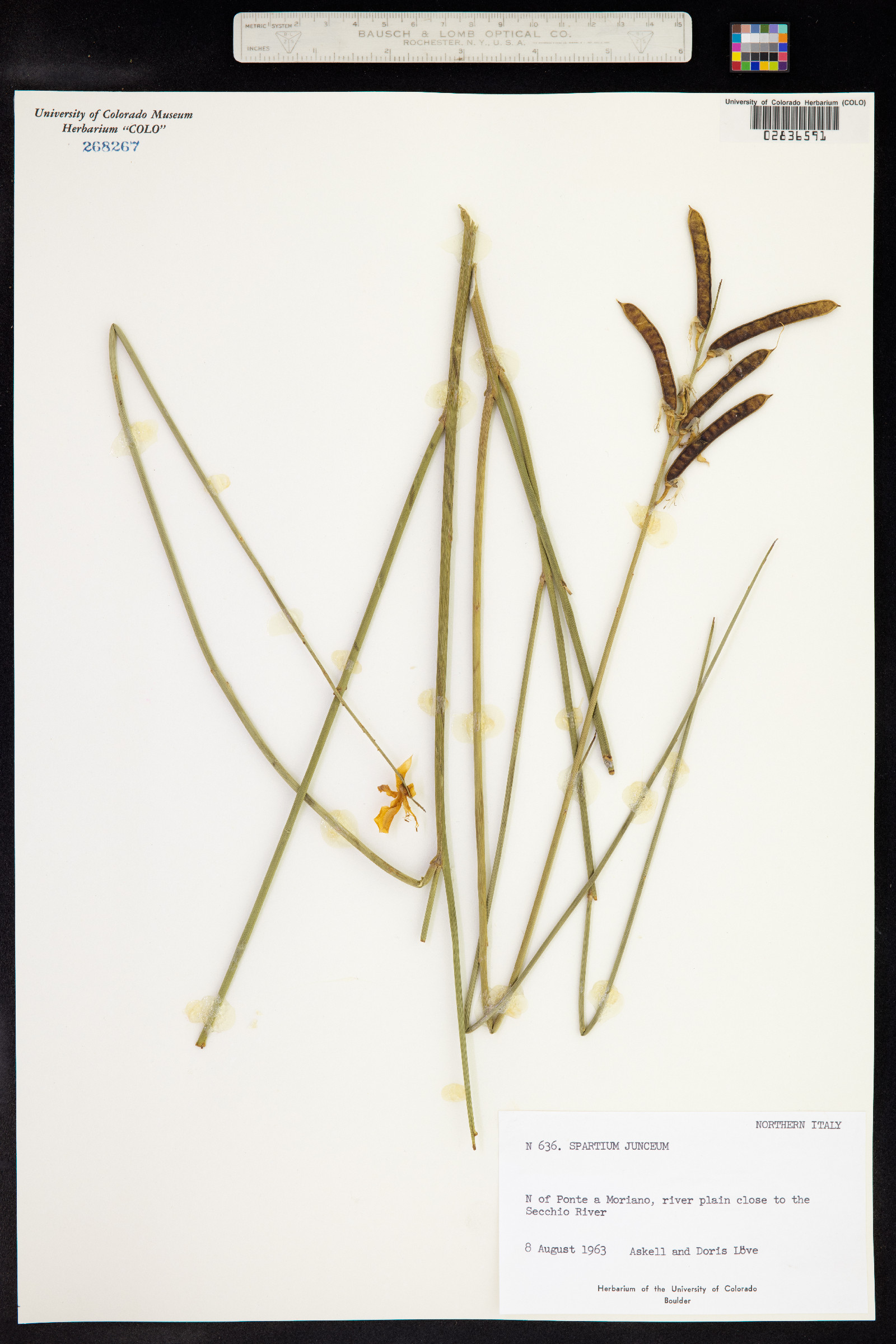 Spartium junceum image
