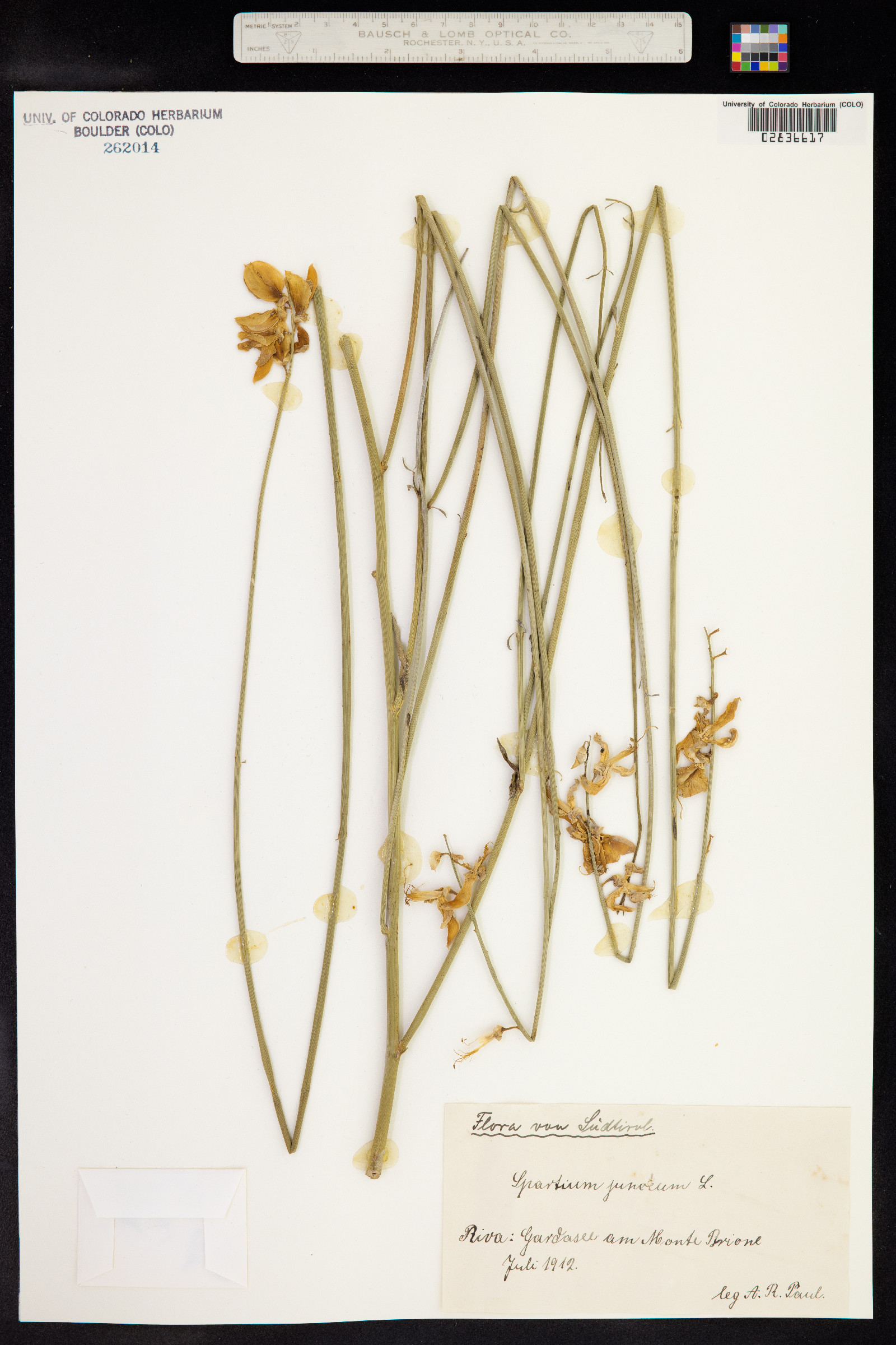 Spartium junceum image