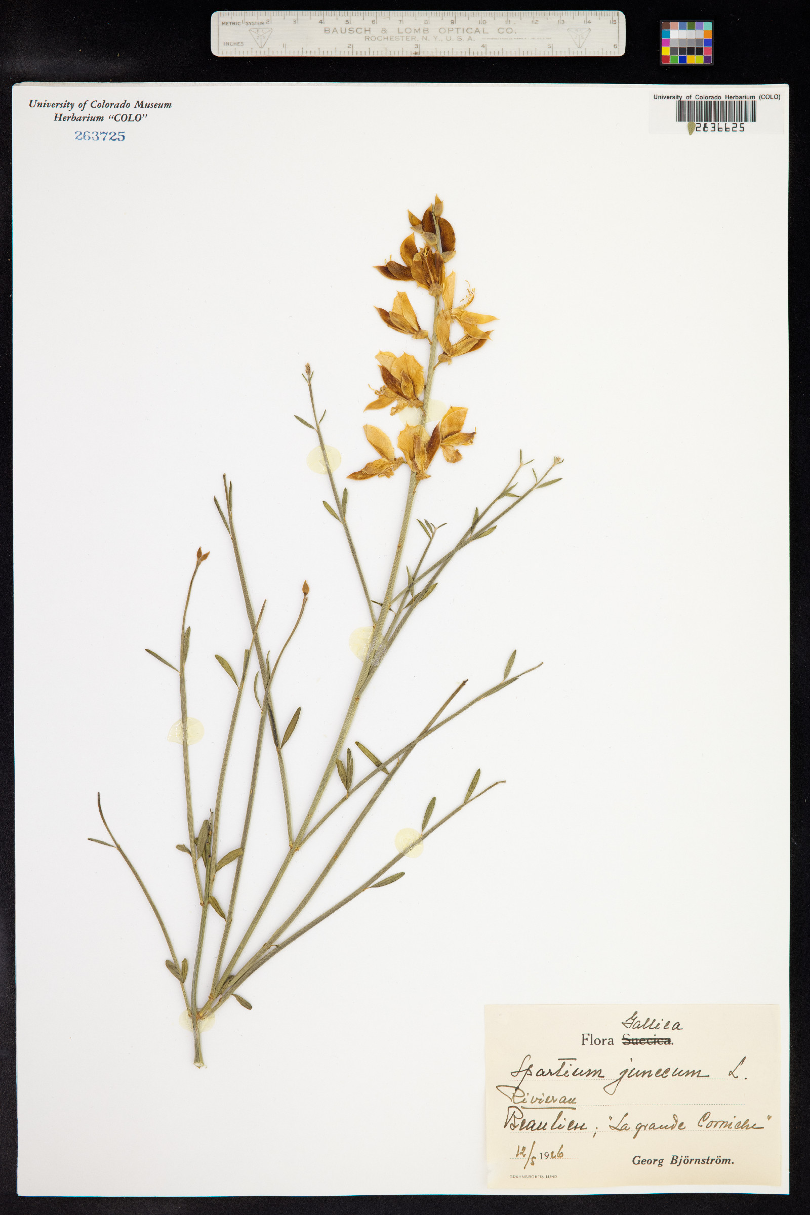 Spartium junceum image