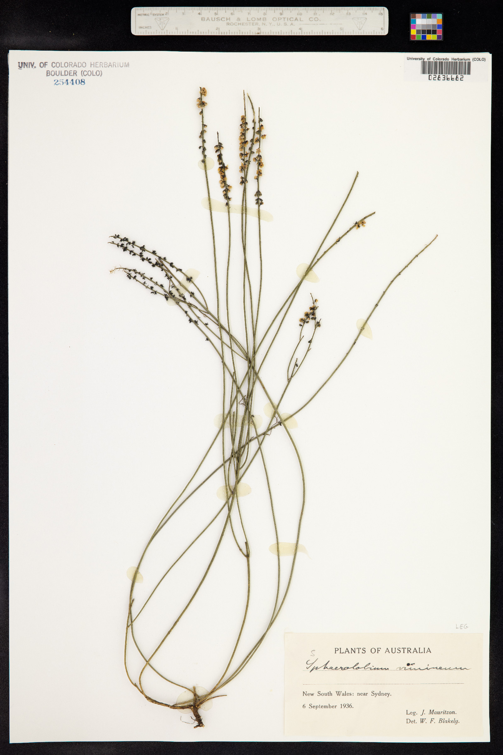 Sphaerolobium image