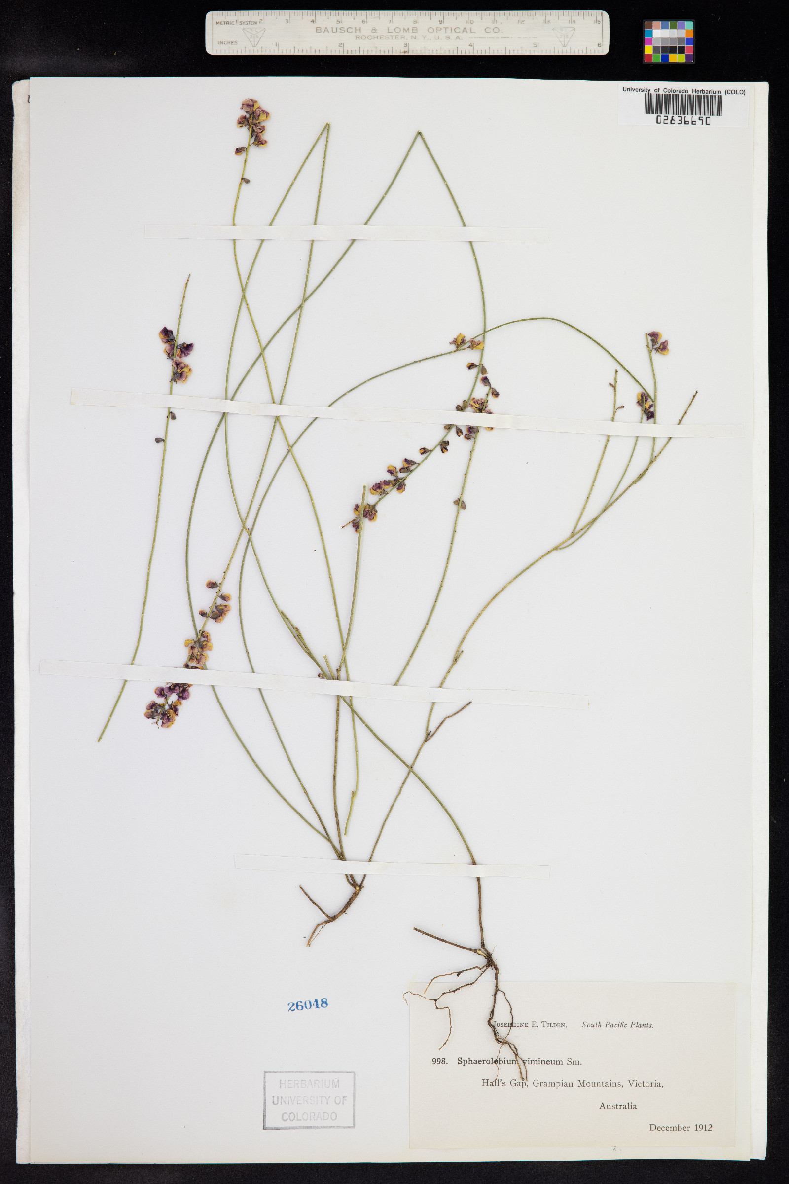 Sphaerolobium vimineum image