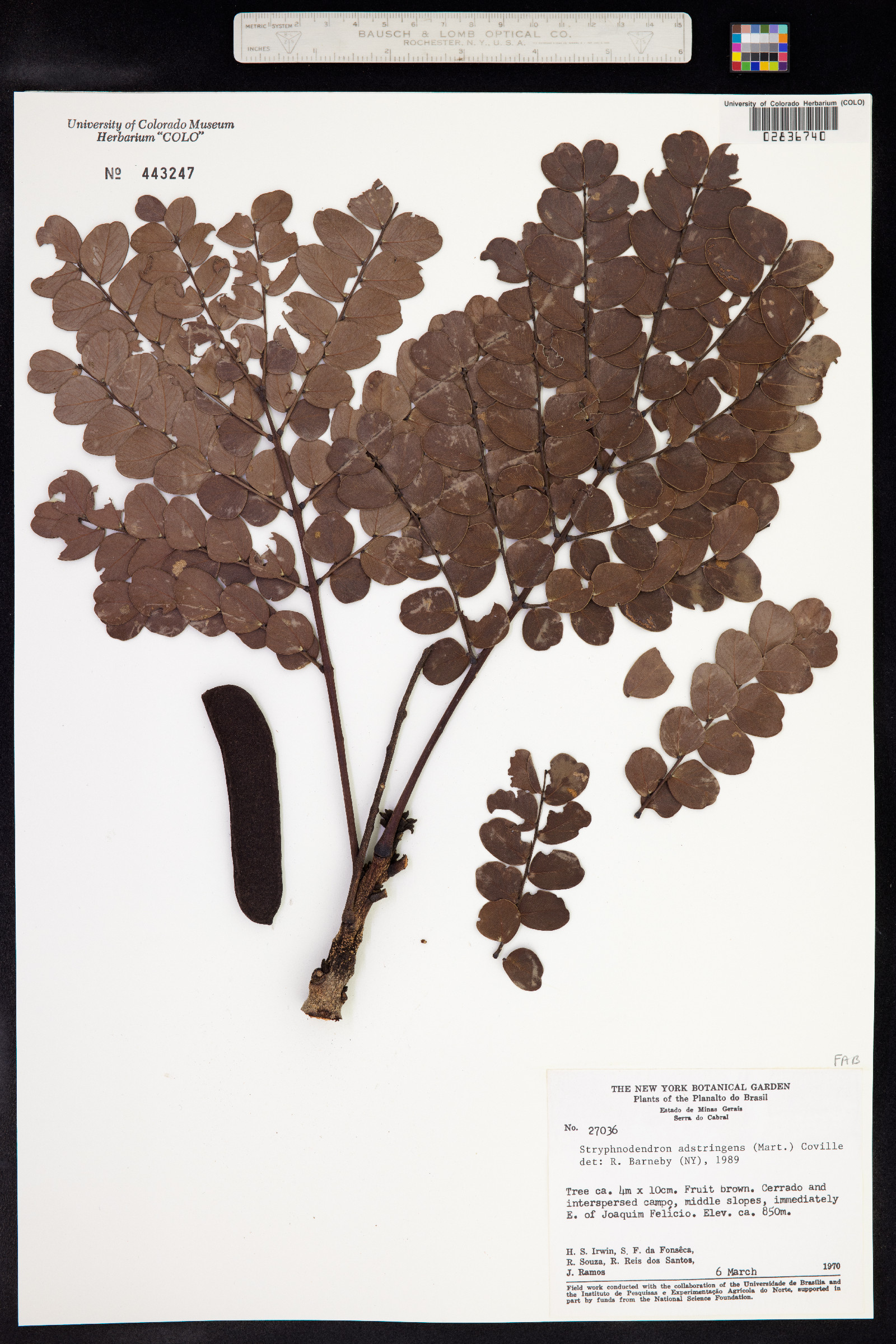 Stryphnodendron adstringens image