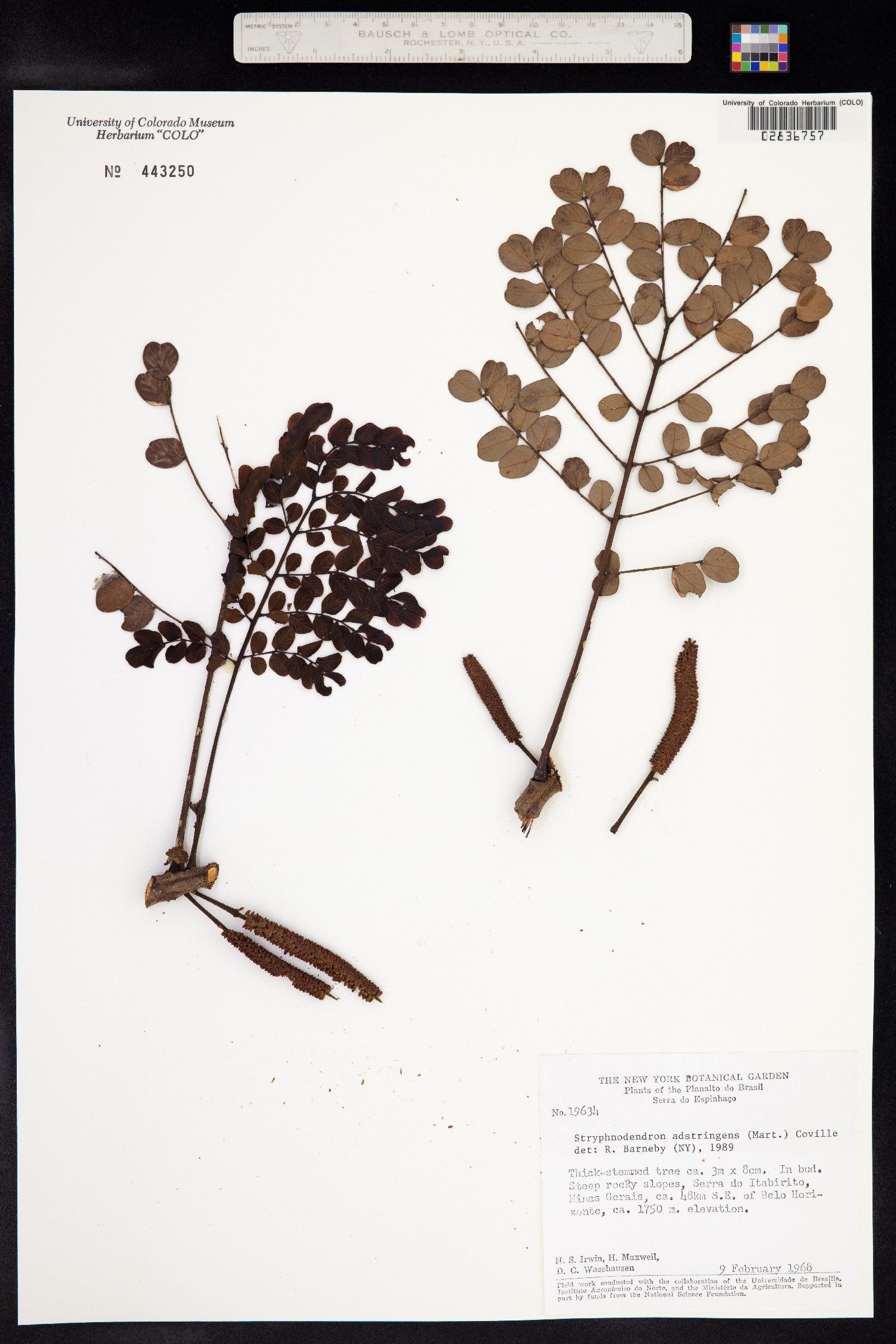 Stryphnodendron image