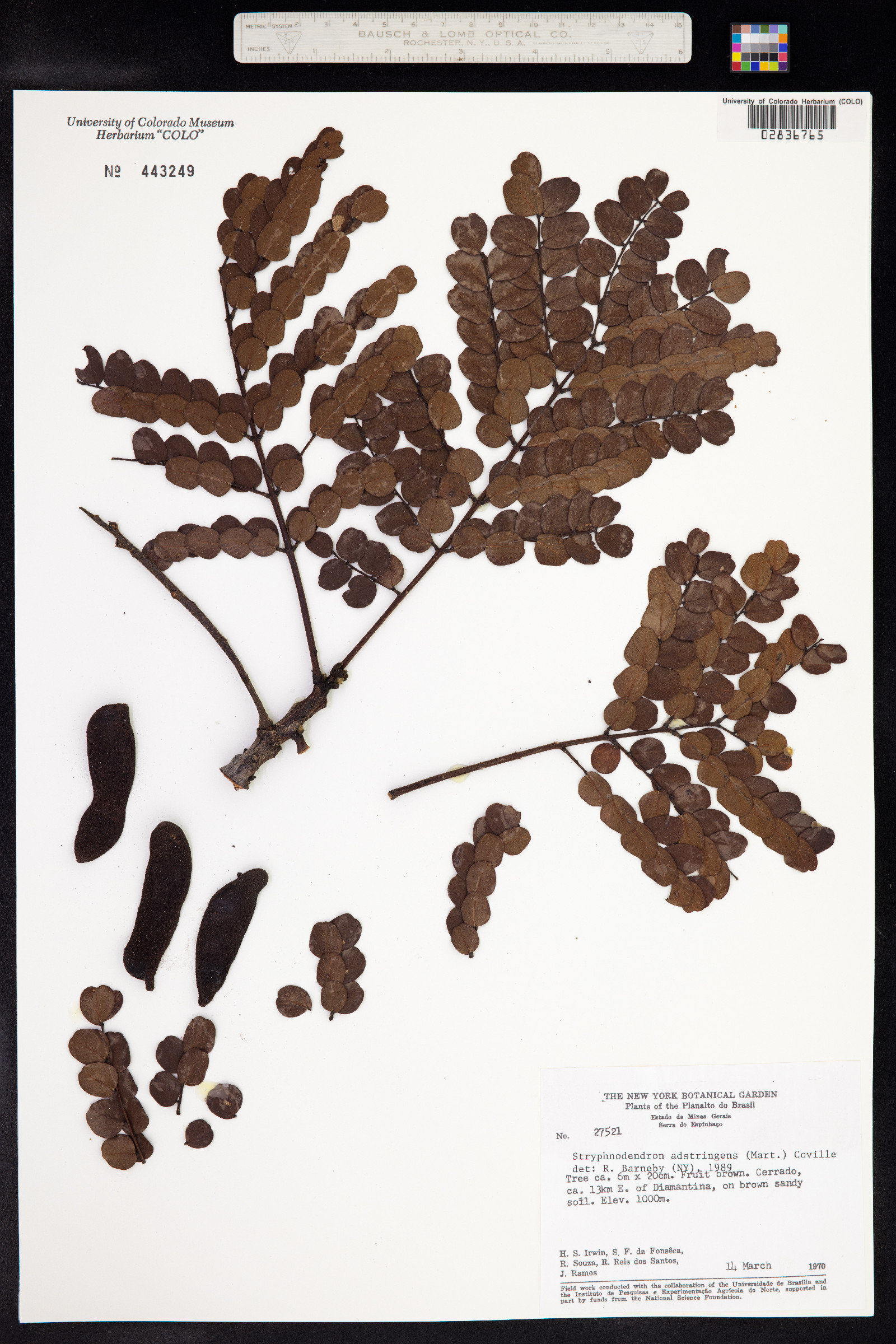 Stryphnodendron adstringens image