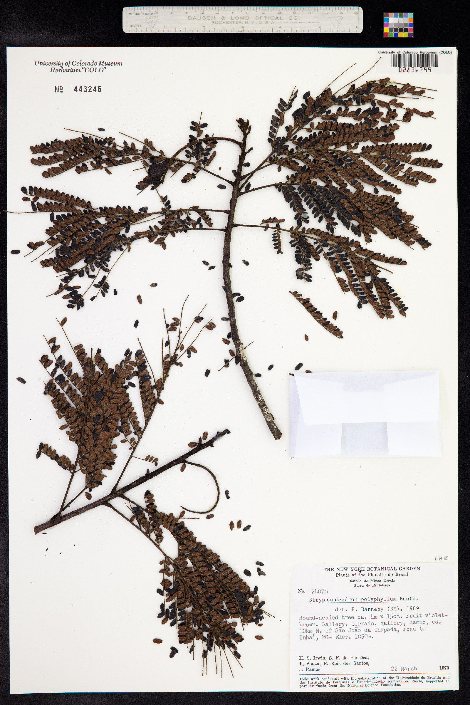 Stryphnodendron polyphyllum image