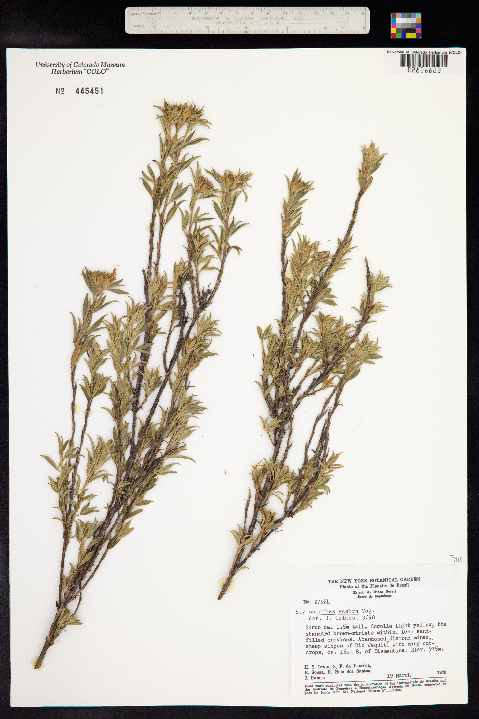 Stylosanthes scabra image