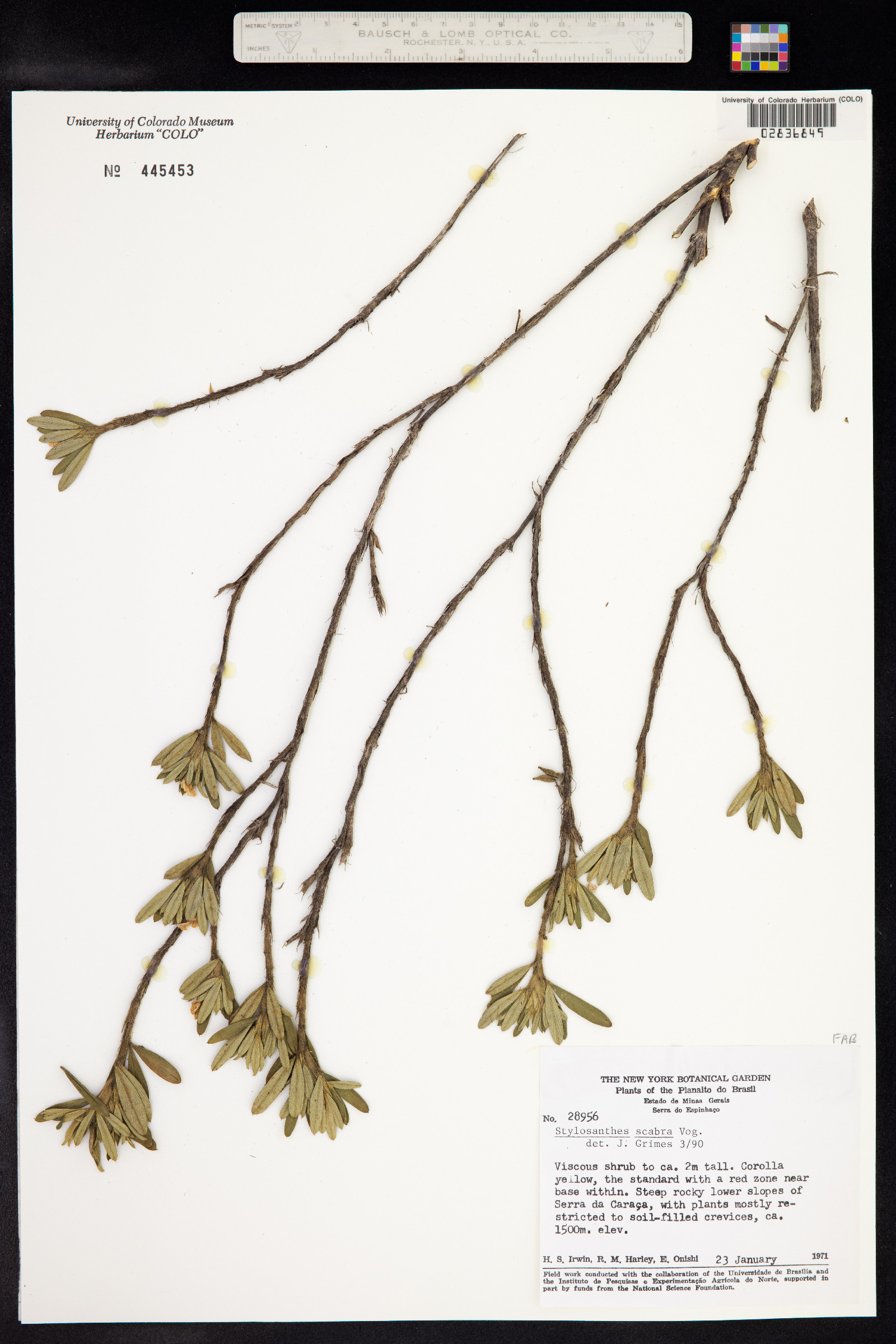 Stylosanthes image