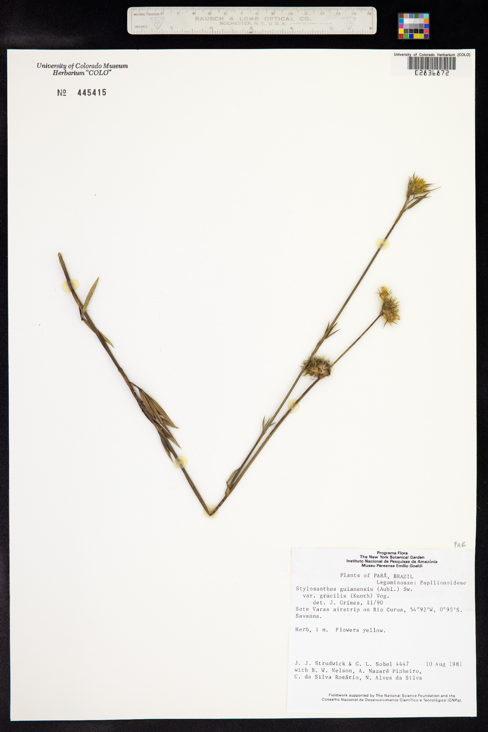 Stylosanthes guianensis image