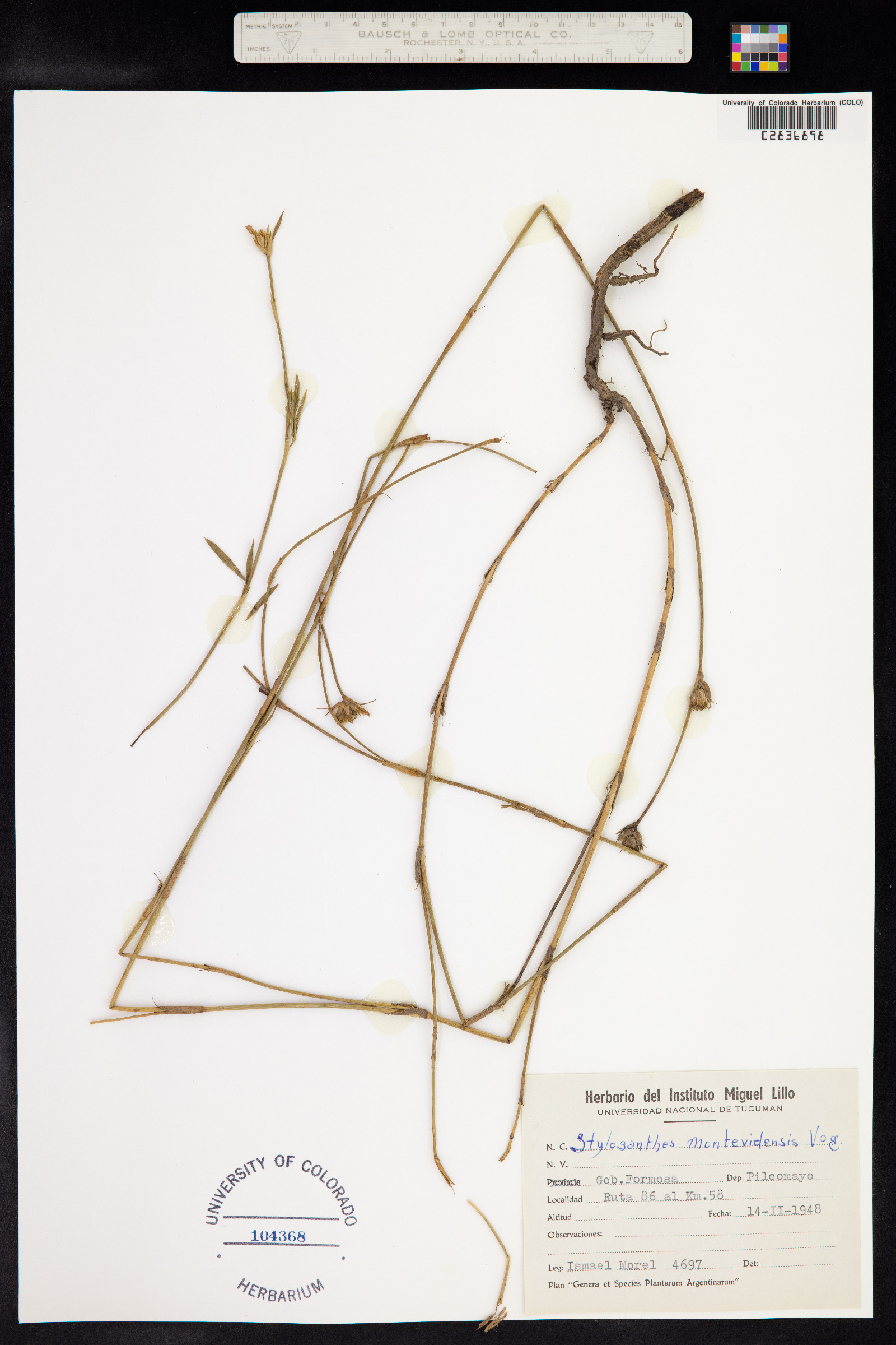 Stylosanthes montevidensis image