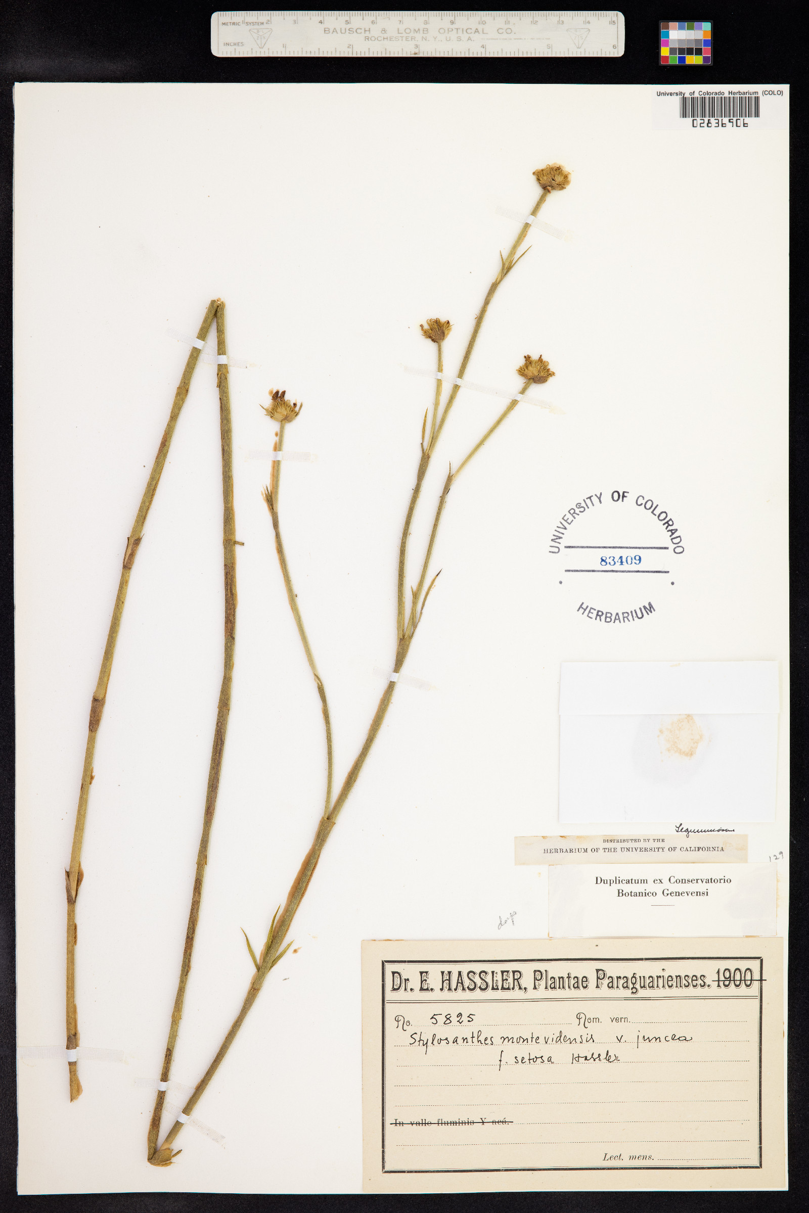 Stylosanthes montevidensis image