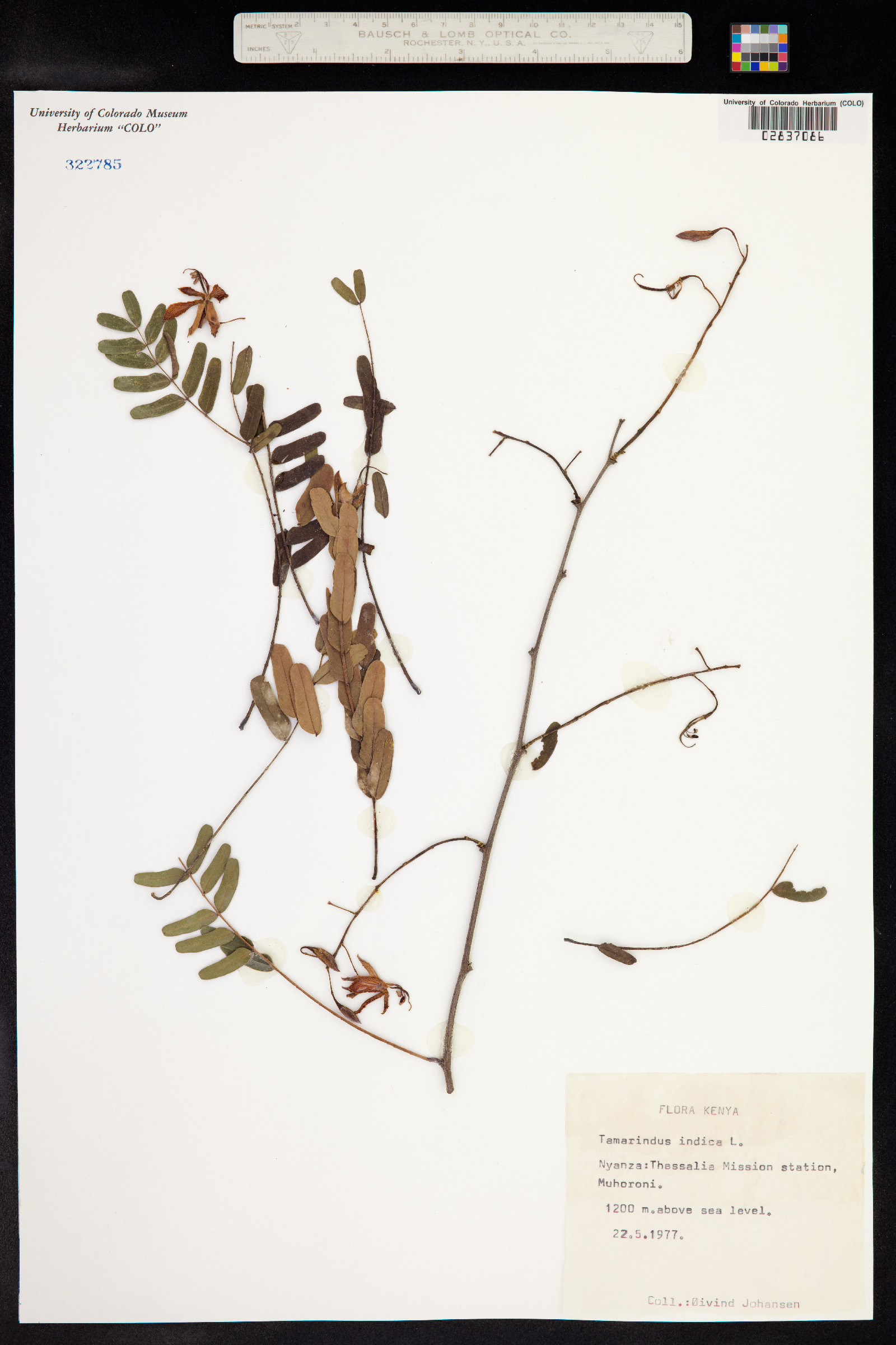 Tamarindus indica image
