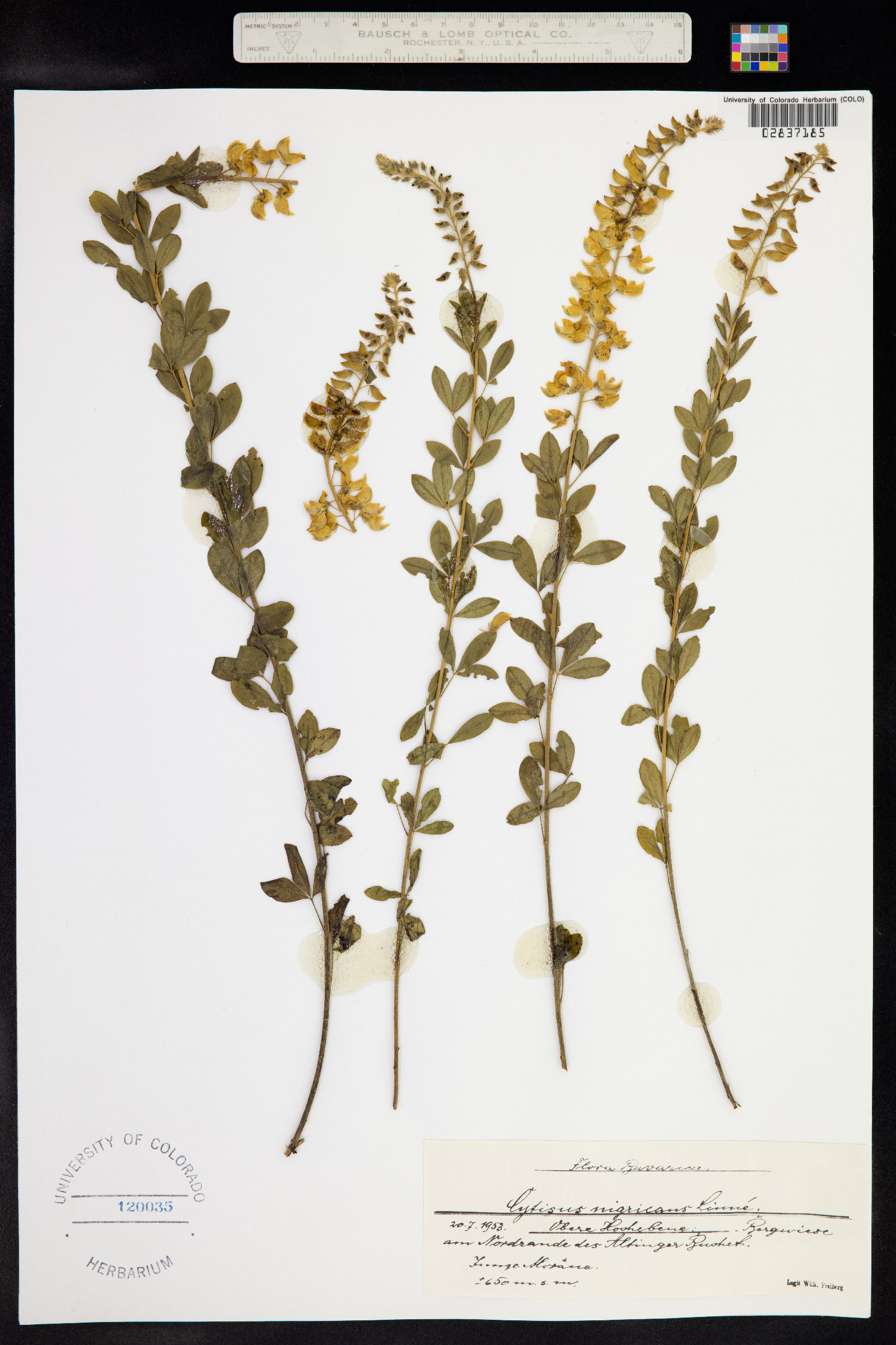 Genista monspessulana image