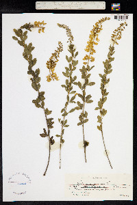 Genista monspessulana image