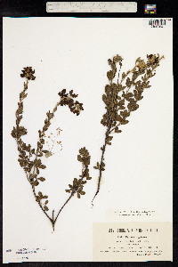 Genista monspessulana image