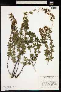 Genista monspessulana image