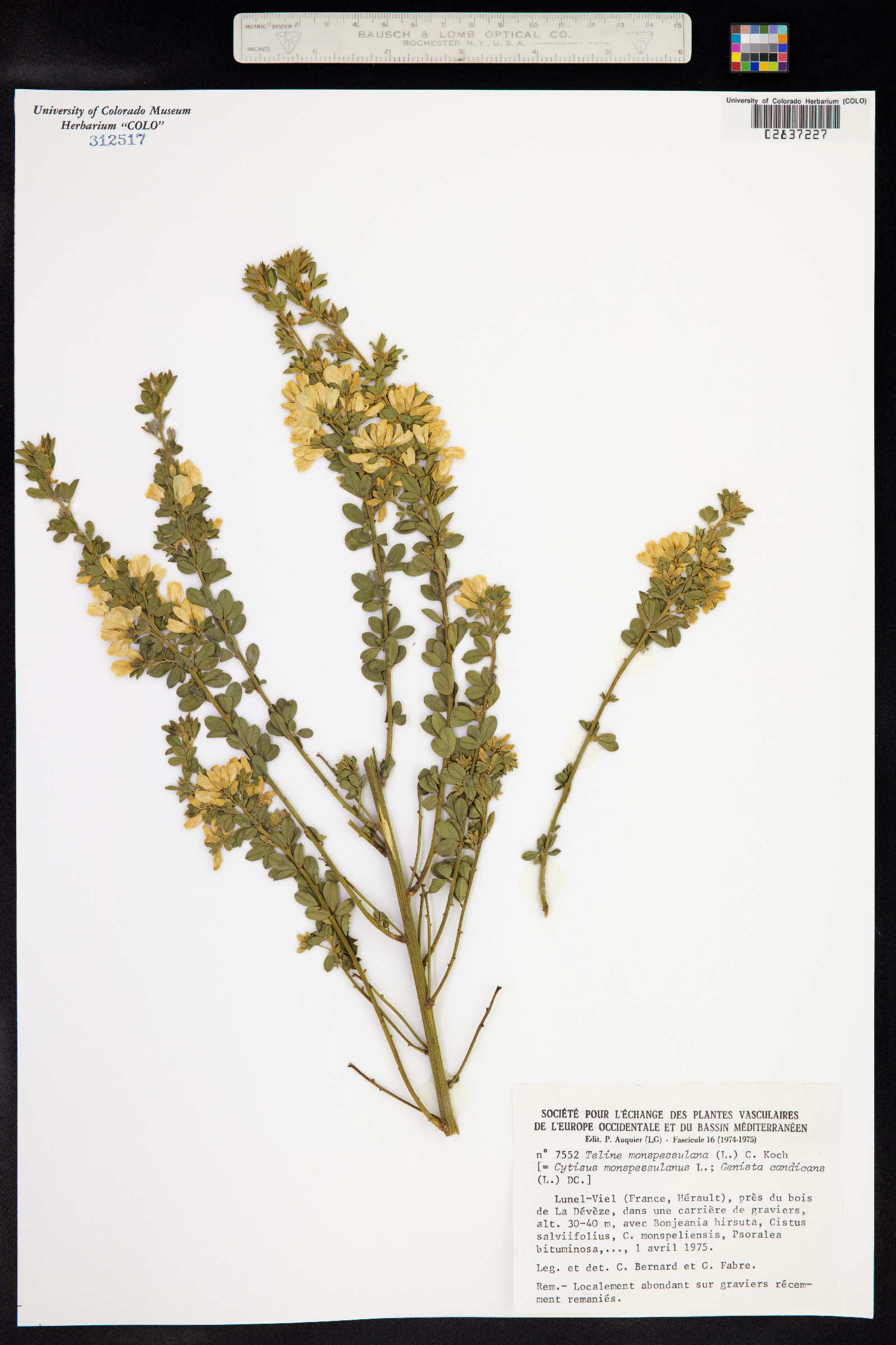 Genista monspessulana image