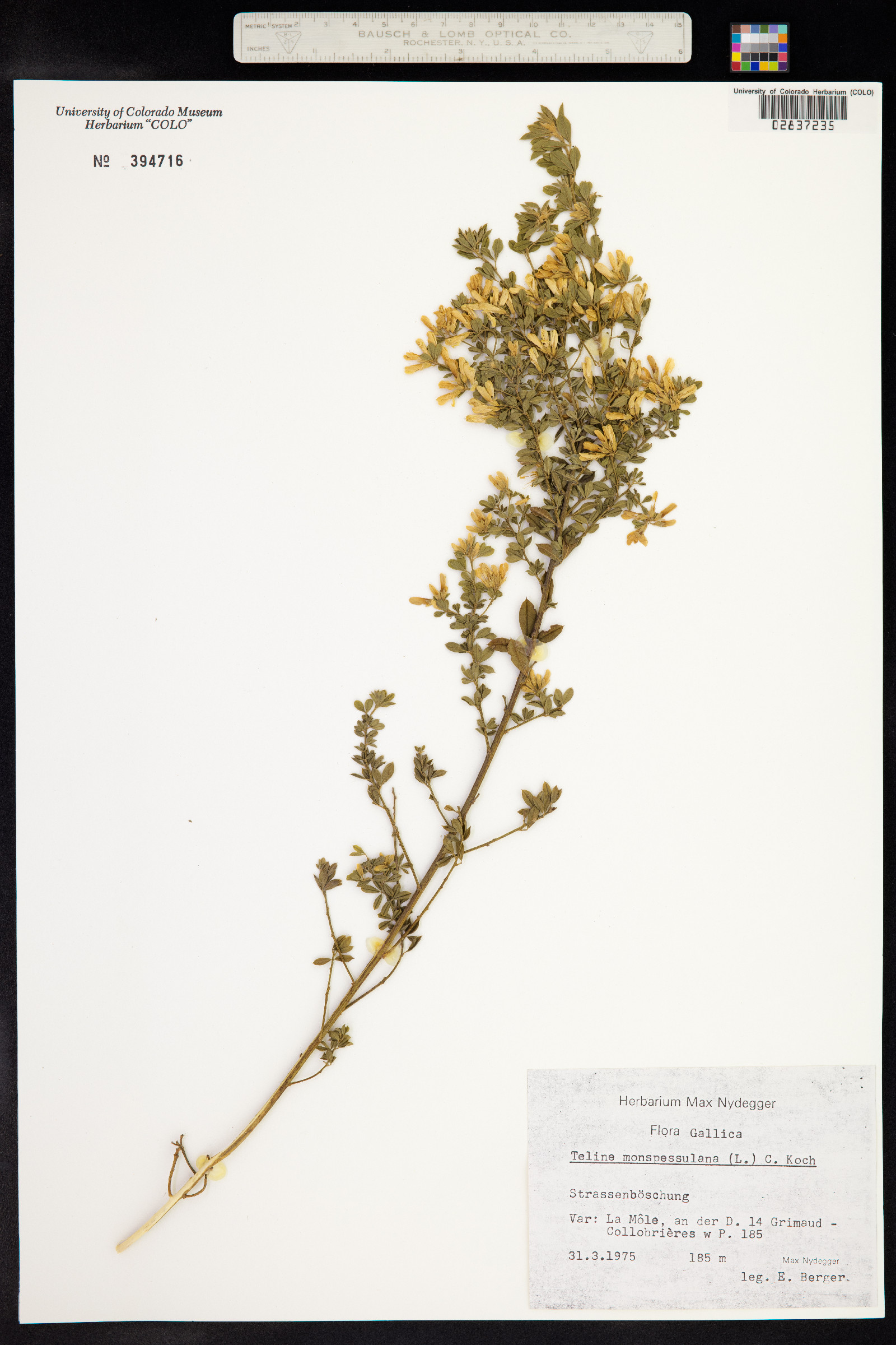 Genista monspessulana image