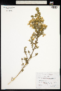 Genista monspessulana image