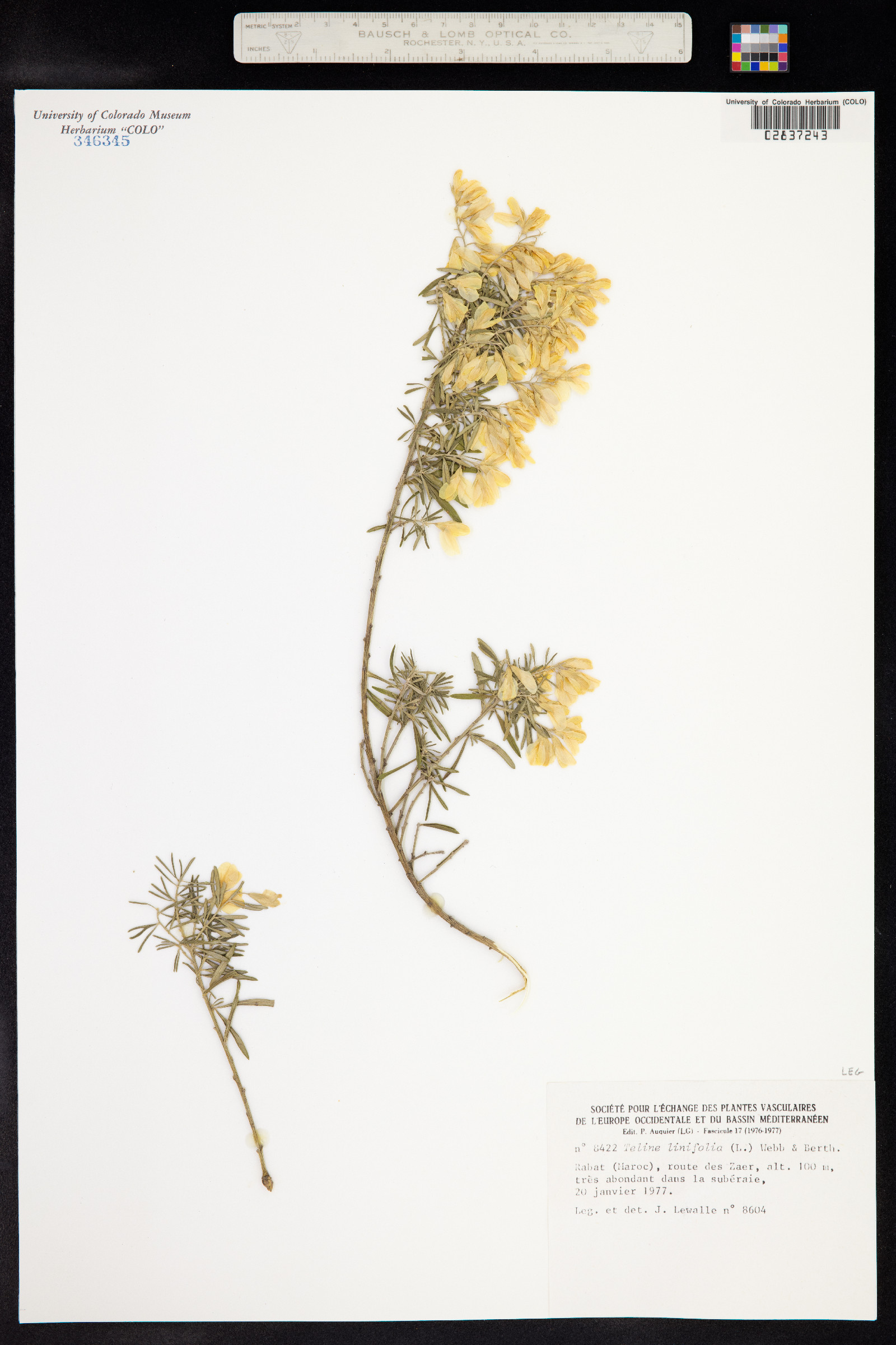 Genista linifolia image