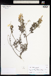 Genista linifolia image