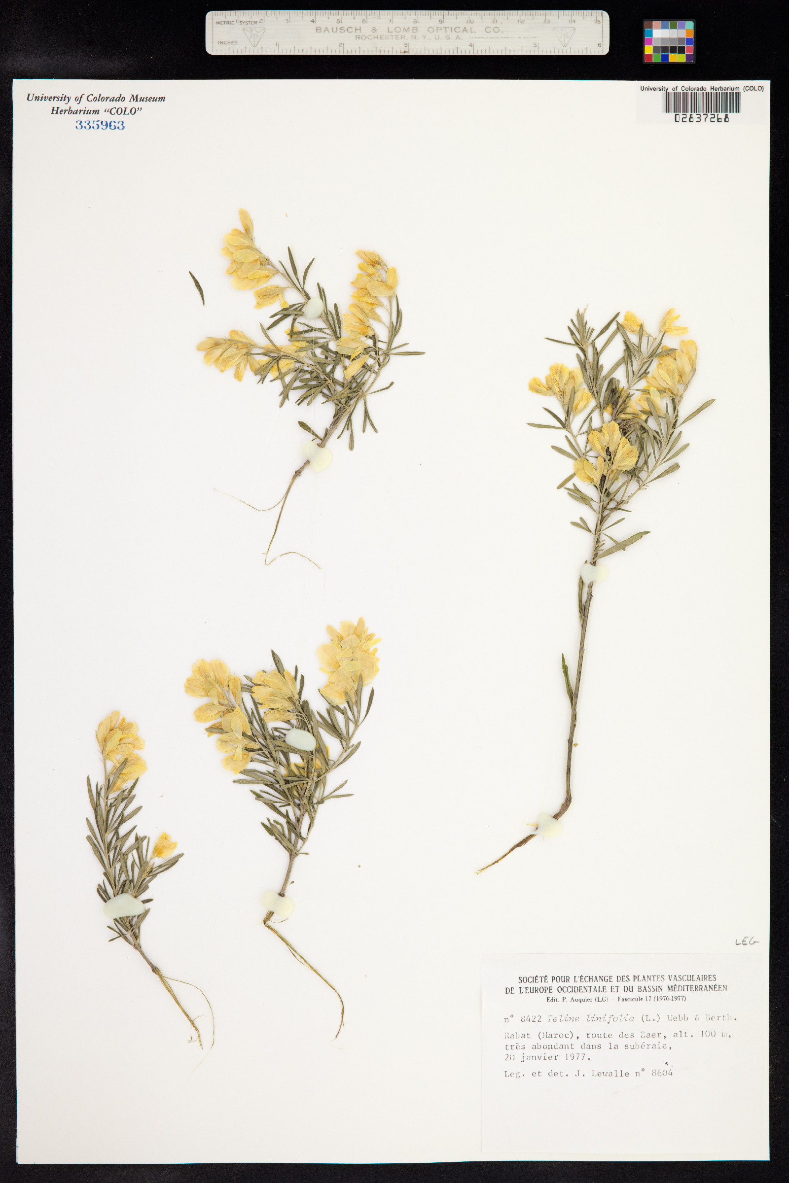 Genista linifolia image