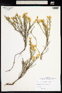 Genista linifolia image