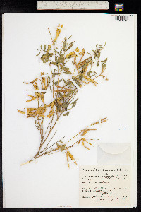 Tephrosia purpurea image