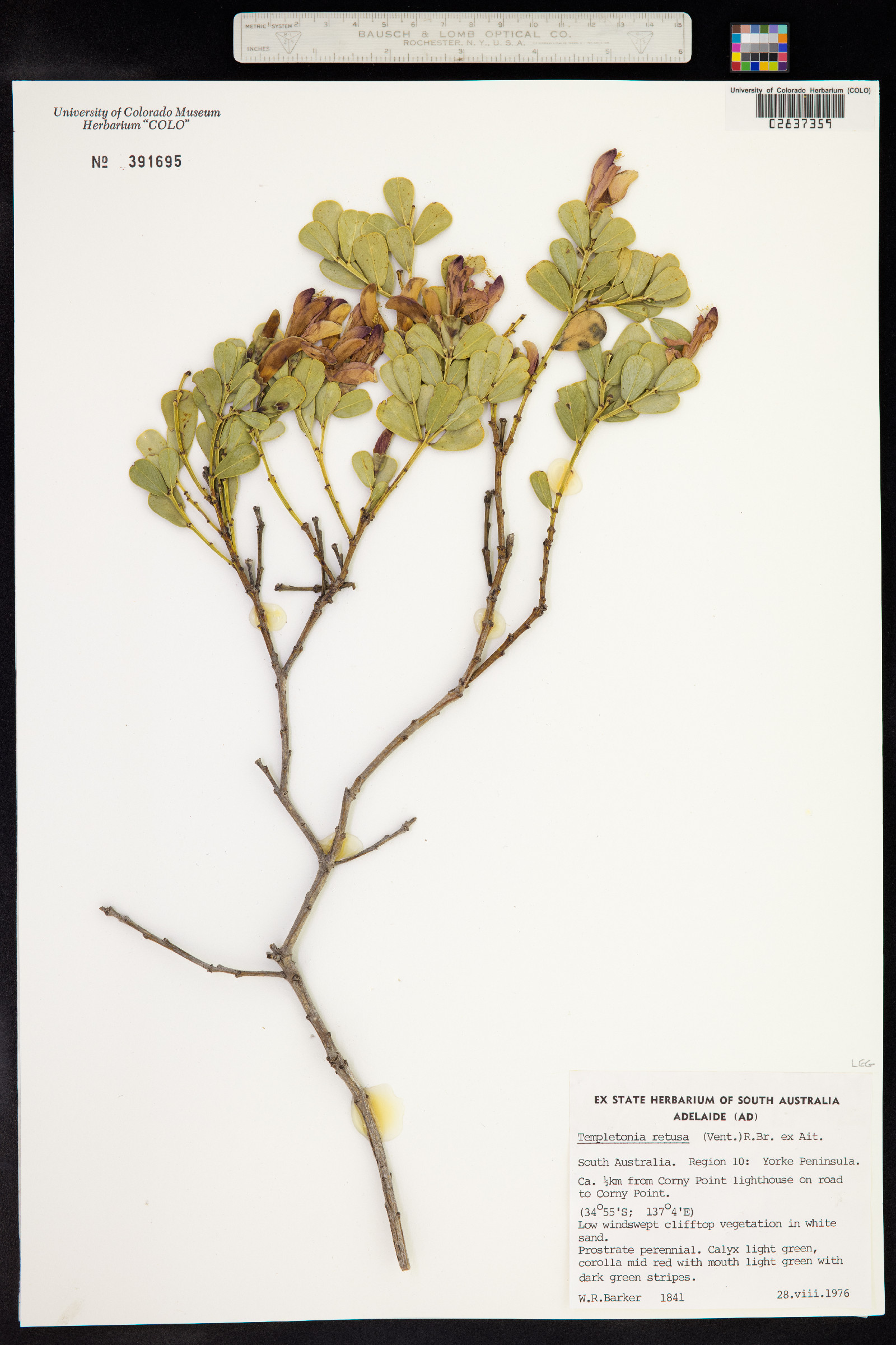 Templetonia retusa image