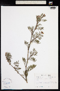 Tephrosia grandiflora image