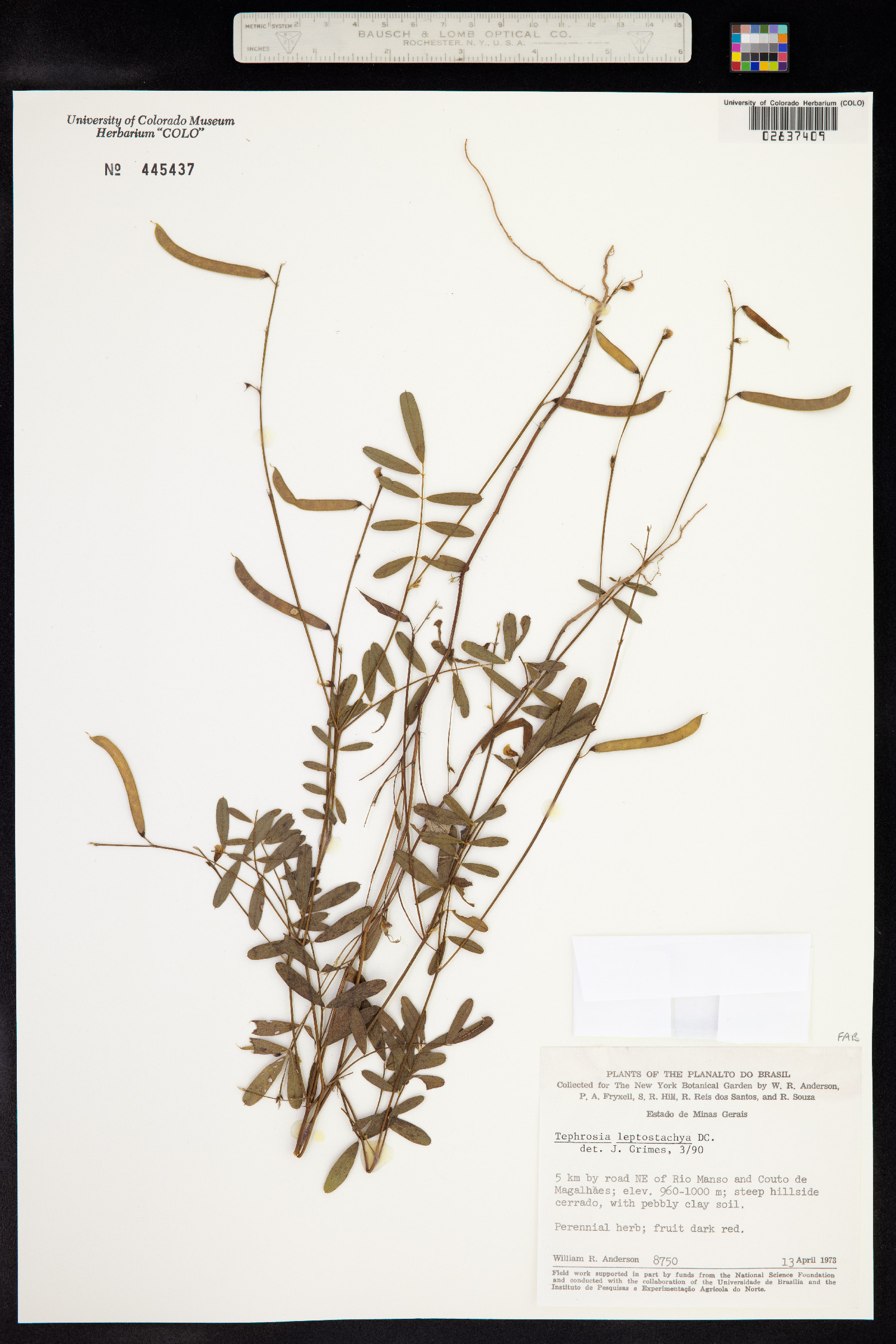 Tephrosia purpurea subsp. leptostachya image