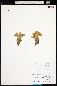 Thermopsis barbata image