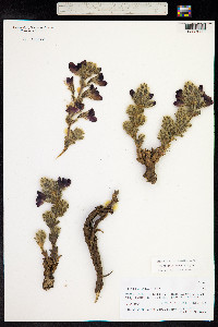 Thermopsis barbata image