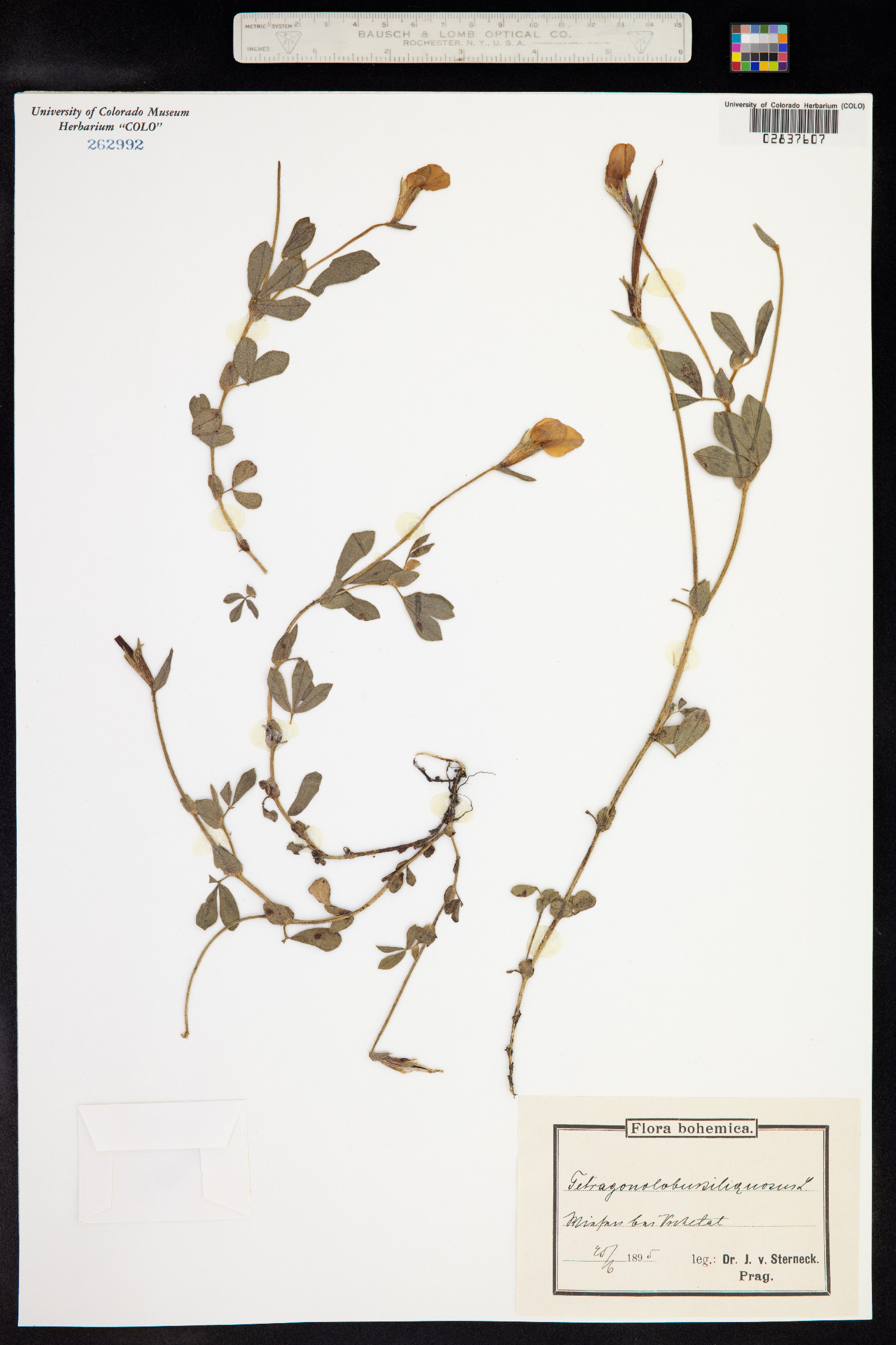 Lotus maritimus image