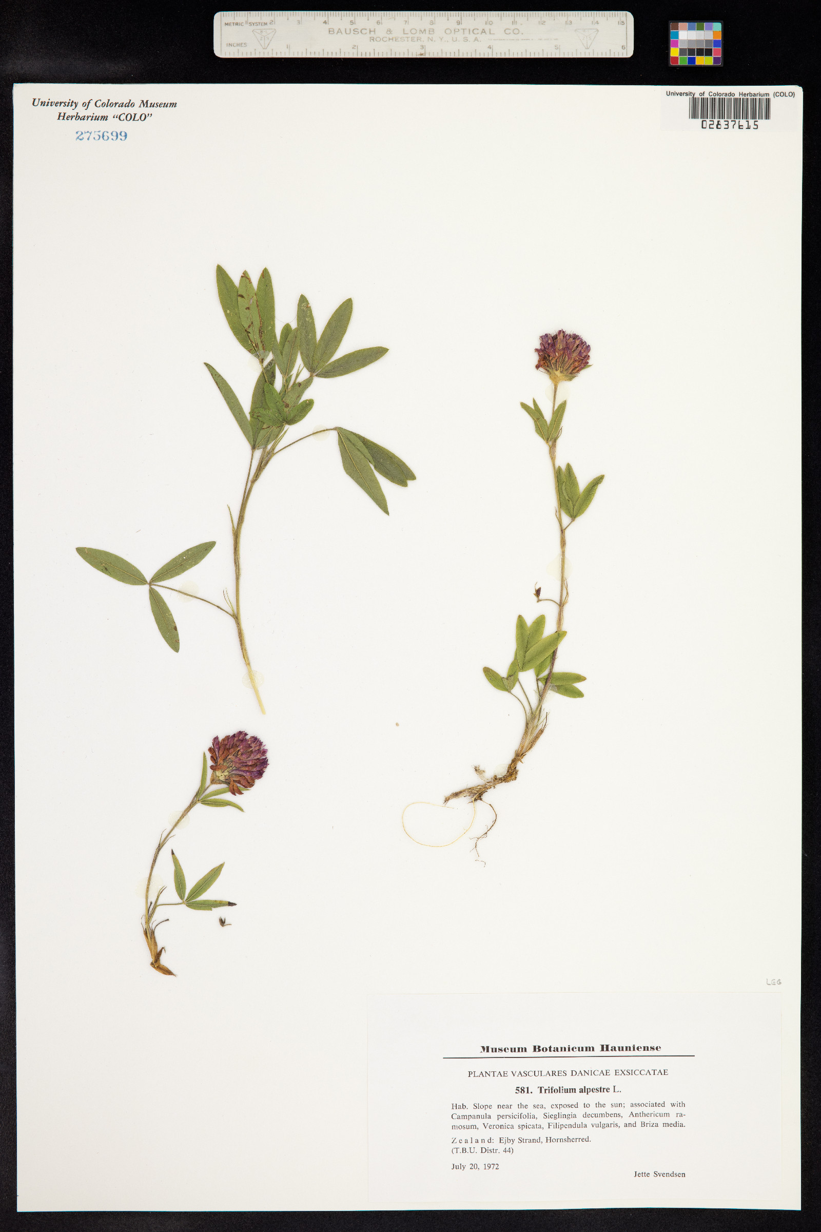 Trifolium alpestre image