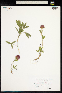 Trifolium alpestre image