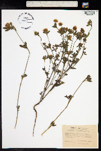 Trifolium alexandrinum image