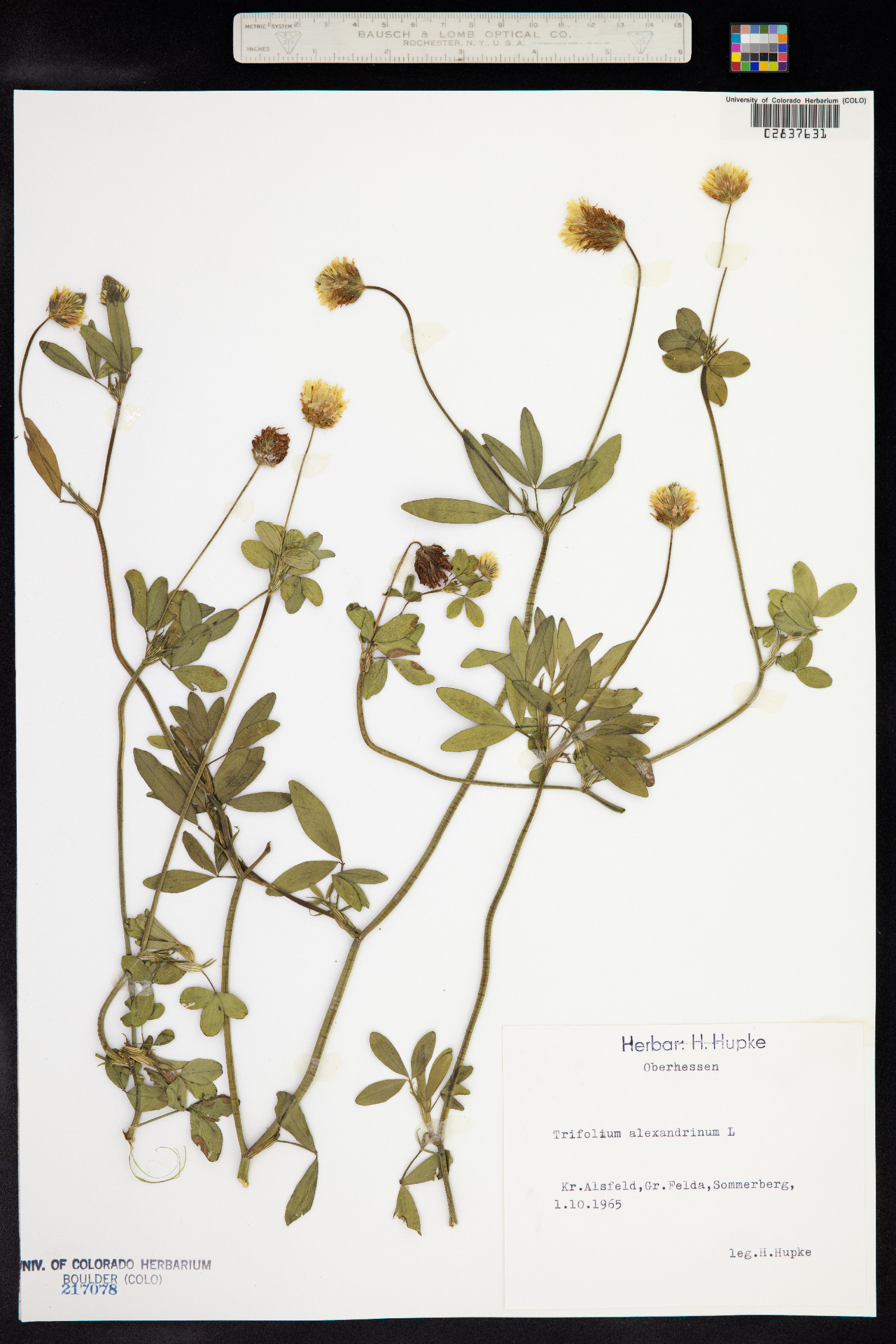 Trifolium alexandrinum image