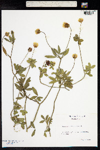 Trifolium alexandrinum image