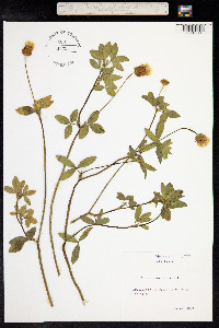 Trifolium alexandrinum image