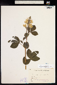 Thermopsis lupinoides image