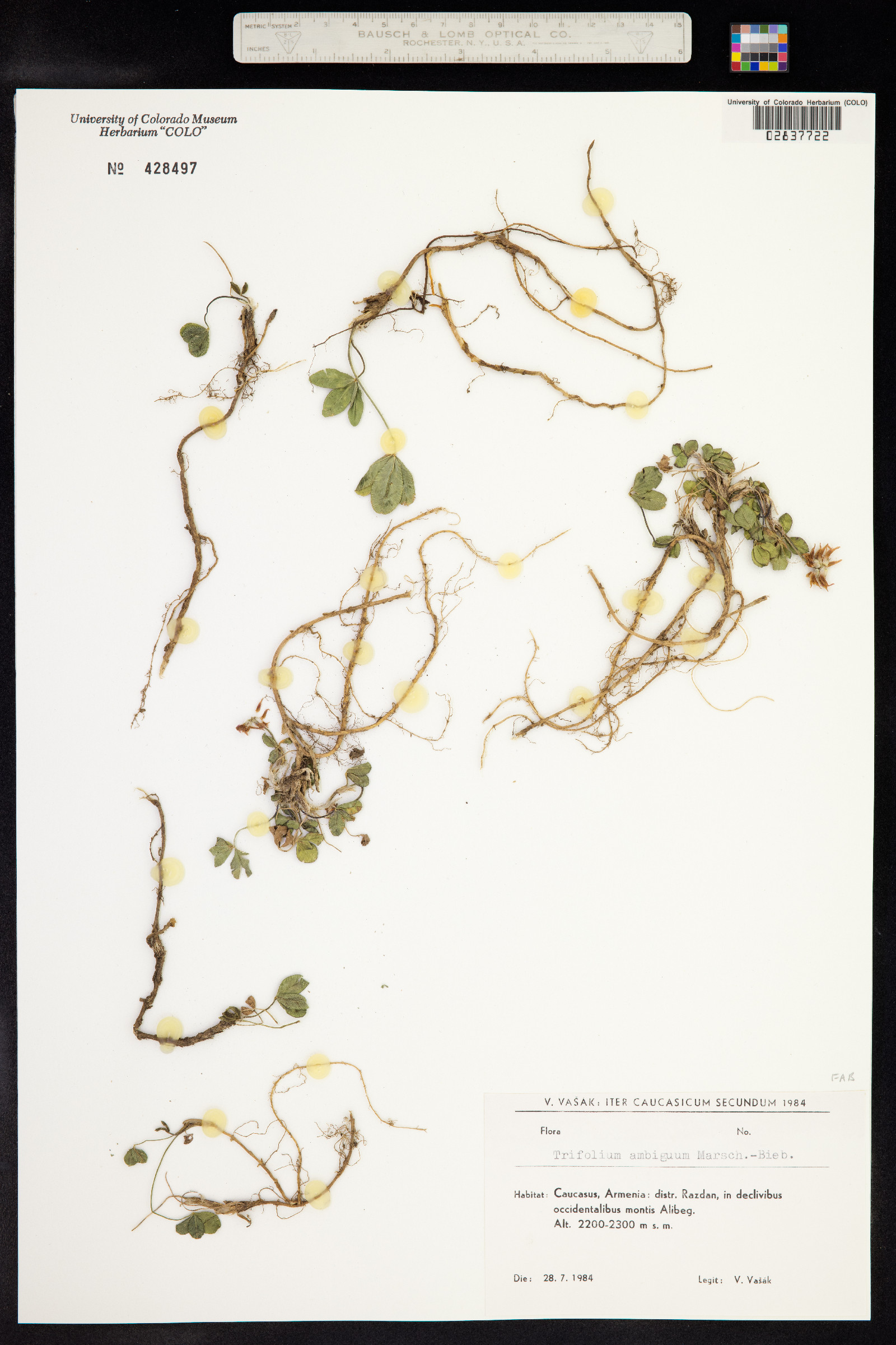 Trifolium ambiguum image