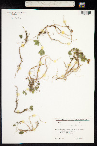 Trifolium ambiguum image