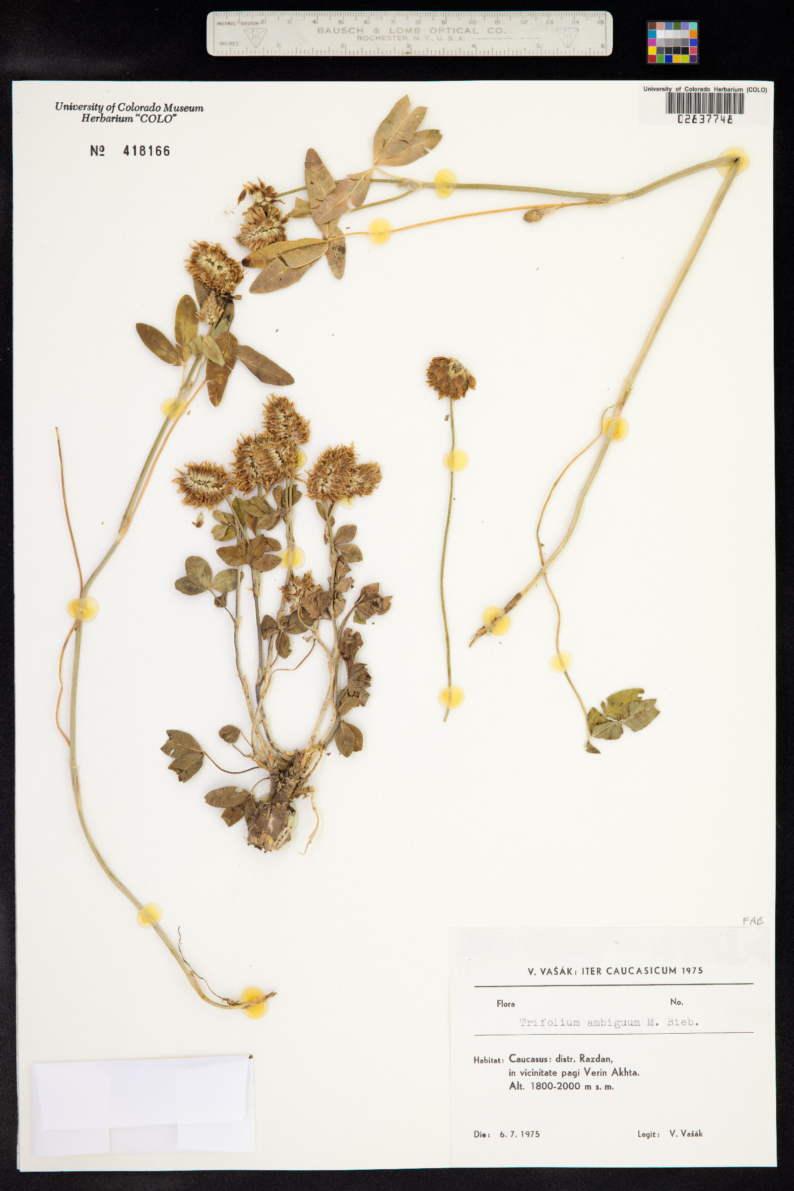 Trifolium ambiguum image
