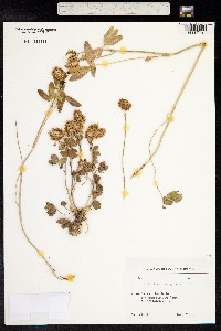 Trifolium ambiguum image