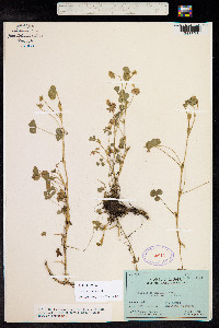 Trifolium amabile image