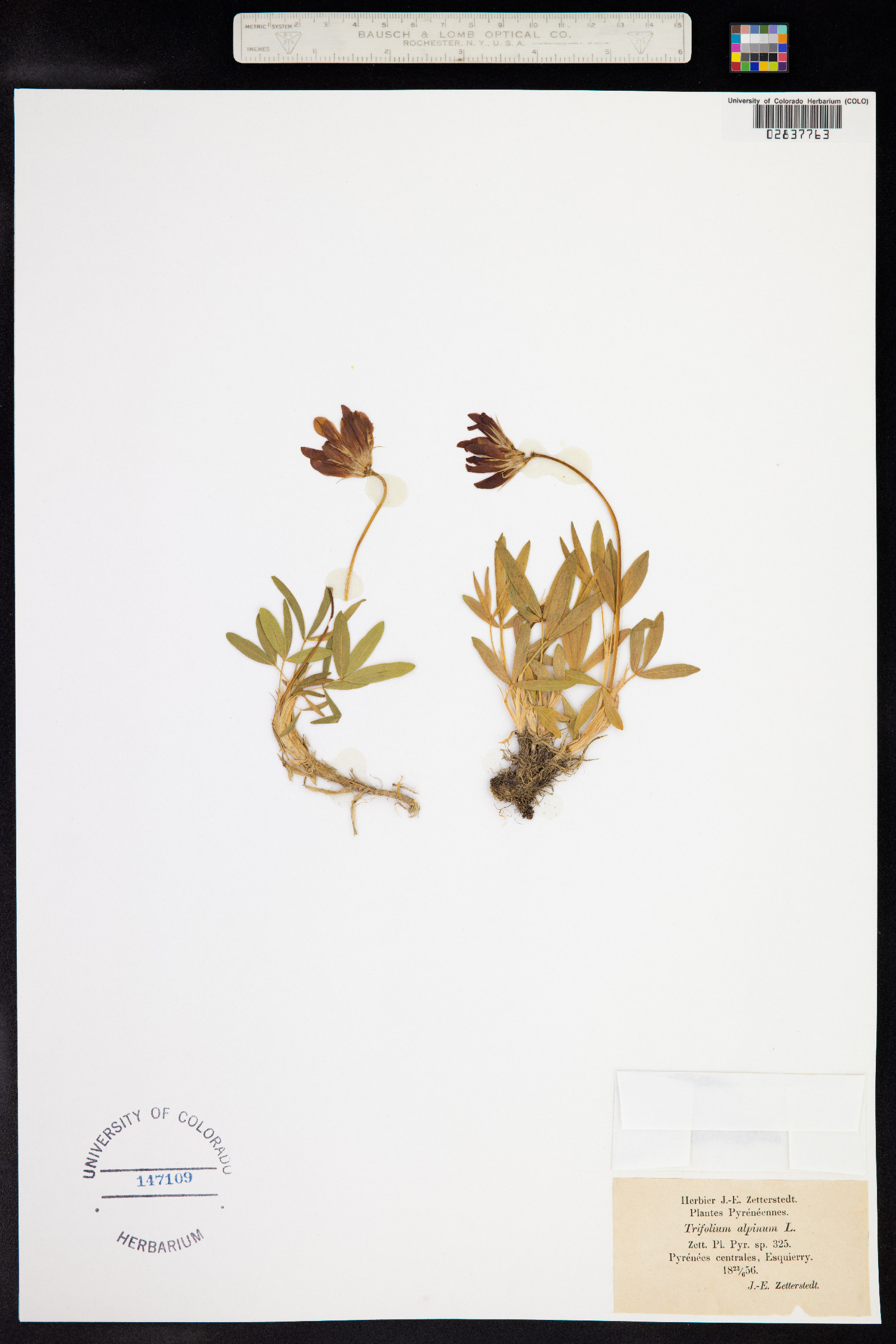 Trifolium alpinum image