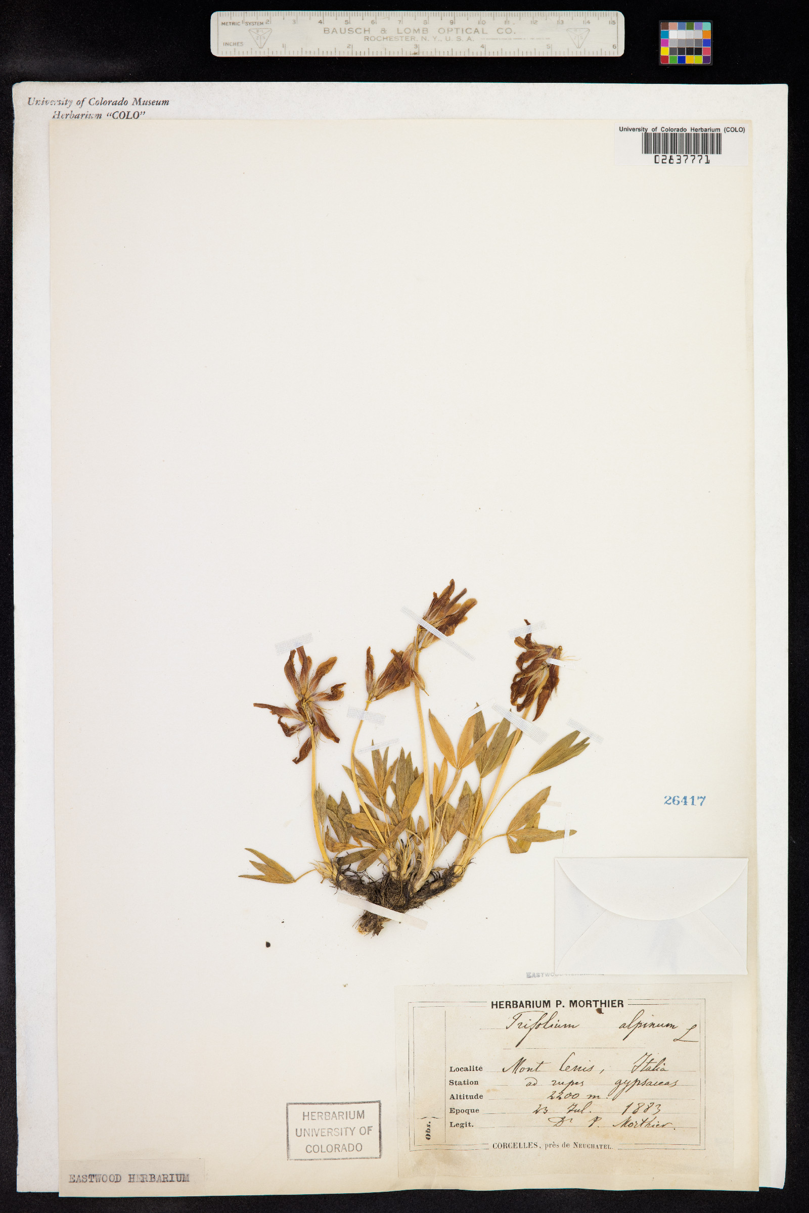 Trifolium alpinum image